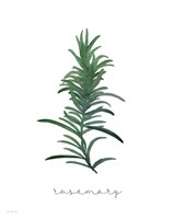 Rosemary on White Framed Print