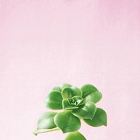 Succulent Simplicity VII on Pink Framed Print