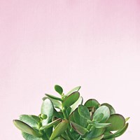 Succulent Simplicity III on Pink Framed Print