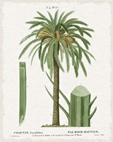 Island Botanicals II Framed Print