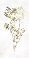 Gold Botanical II Framed Print