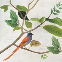 Singing Bird II Framed Print