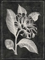 Black Botanical II Framed Print