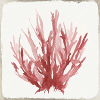 Red Coral I Framed Print