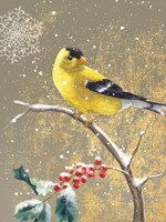 Winter Birds Goldfinch Color Framed Print