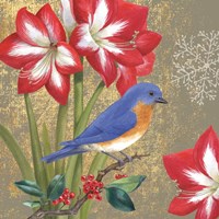 Winter Birds Bluebird Framed Print