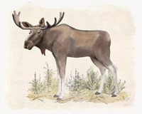 Wilderness Collection Moose Framed Print