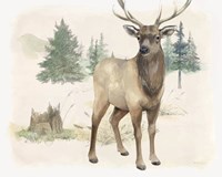 Wilderness Collection Elk Framed Print