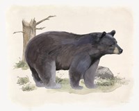 Wilderness Collection Bear Framed Print
