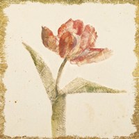 Vintage Flaming Parrot Tulip Crop Framed Print