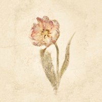 May Wonder Tulip on White Crop Framed Print
