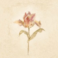 Zoomer Schoon Tulip on White Crop Framed Print