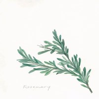 Rosemary II Framed Print
