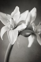 White Amaryllis I Framed Print