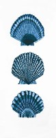 Shells Framed Print