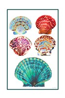 Seashell Collection I Framed Print