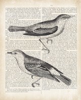 Vintage Birds on Newsprint Framed Print