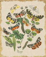 Butterfly Bouquet IV Linen Framed Print