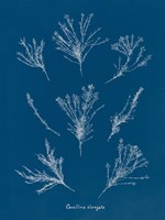 Delicate Coral I Framed Print