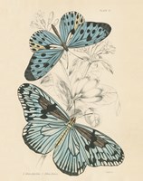 Assortment Butterflies II Framed Print
