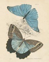 Assortment Butterflies I Framed Print