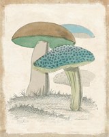 Funghi Italiani Mushrooms Framed Print