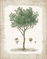 Garden Trees I - Ciste de Crete Framed Print