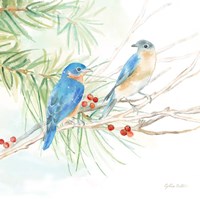 Winter Birds III Bluebirds Framed Print