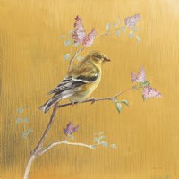 Female Goldfinch on Gold Framed Print