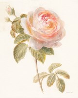 Garden Rose Framed Print