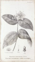 Conversations on Botany VIII Framed Print