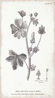 Conversations on Botany VII Framed Print