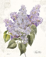 May Lilac on White Framed Print