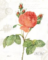 June Rose on White Framed Print