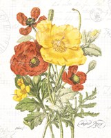 August Poppy on White Framed Print