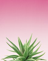 Succulent Simplicity I Pink Ombre Crop Framed Print
