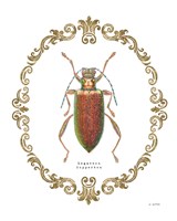 Adorning Coleoptera VI Framed Print