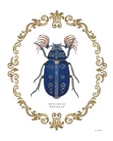 Adorning Coleoptera III Framed Print