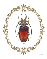 Adorning Coleoptera I Framed Print