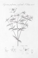 Botany Book X Framed Print