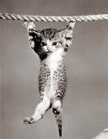 1950s Little Kitten Hanging From Rope Framed Print