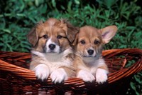 Two Welsh Corgi Puppies In Basket Fine Art Print