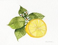 Citrus Garden IX Framed Print