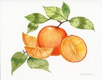 Citrus Garden VIII Framed Print