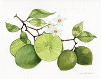 Citrus Garden VII Framed Print