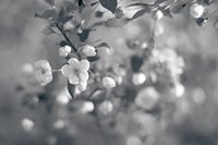 Blush Blossoms I BW Framed Print