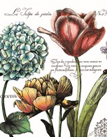 Botanical Postcard Color IV Framed Print