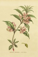 Herbal Botanical XXVI Framed Print