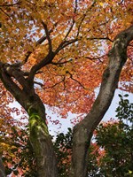 Fall Leaves on V Shaped Tree, Japan Fine Art Print
