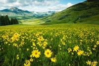 Wildflowers in a Field, Crested Butte, Colorado Fine Art Print